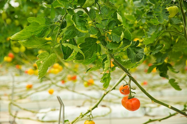 Plantas de tomate coloridas que crecen dentro de un invernadero, tiro cercano.