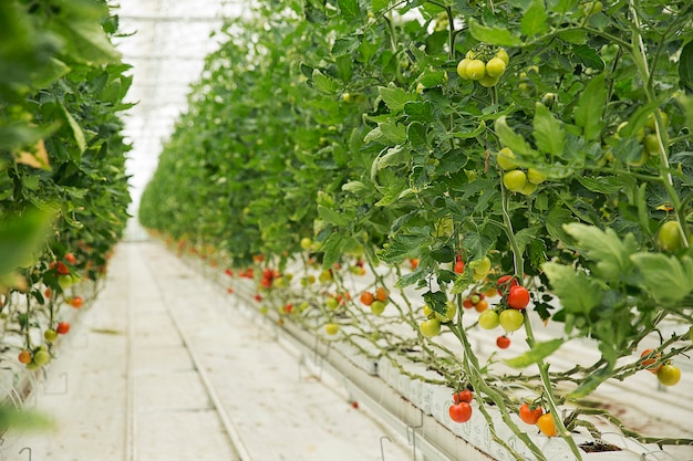 Plantas de tomate que crecen dentro de un invernadero con caminos estrechos blancos y con cosecha de colofrul.