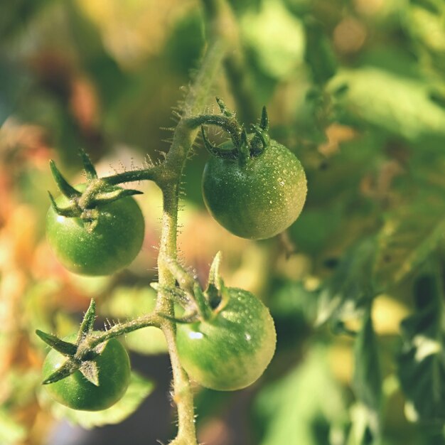 Plantas de tomates verdes frescas. Tomate floreciente.