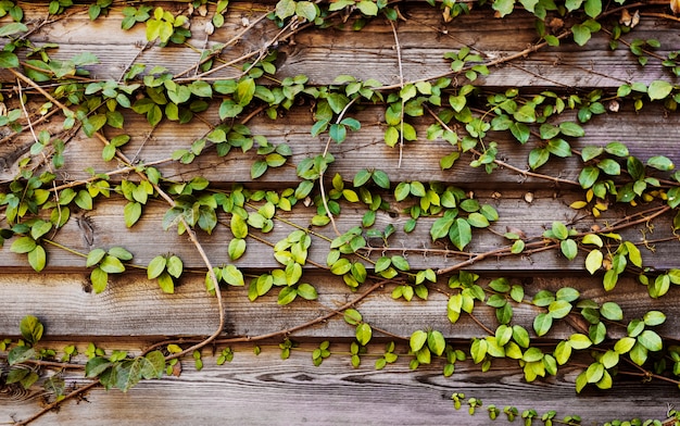 Foto gratuita plantas trepadoras con tablón de madera horizonte