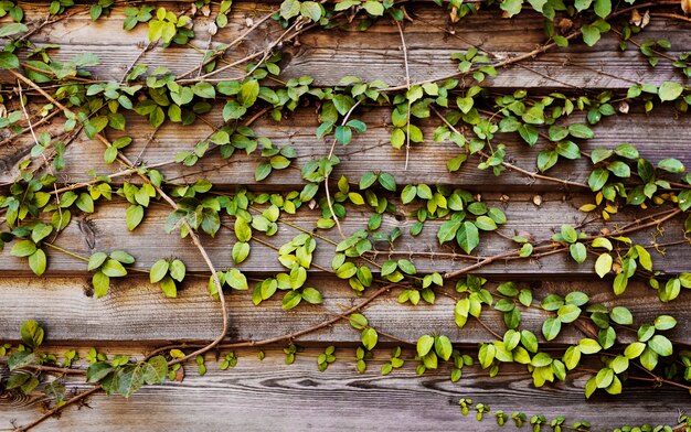 Plantas trepadoras con tablón de madera horizonte