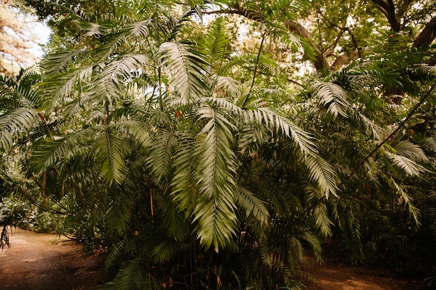 Plantas verdes en bosque