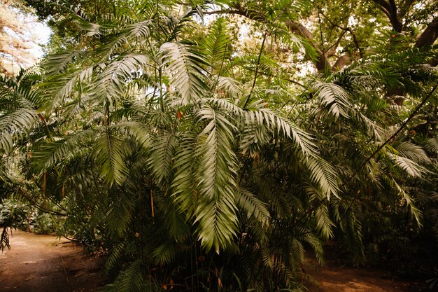 Plantas verdes en bosque