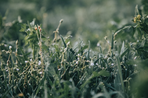 Plantas verdes en un campo