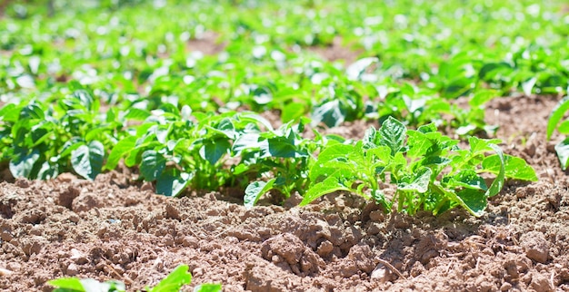 Plantas verdes creciendo del suelo