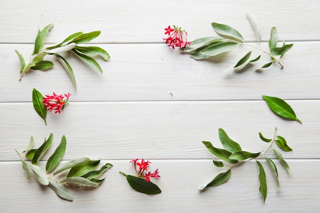 Plantas verdes con flores rojas