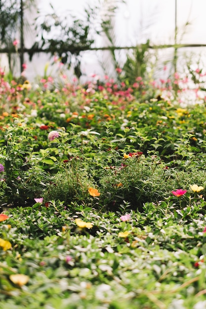 Foto gratuita plantas verdes in invernadero