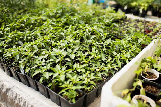 Plantas verdes en macetas negras en invernadero