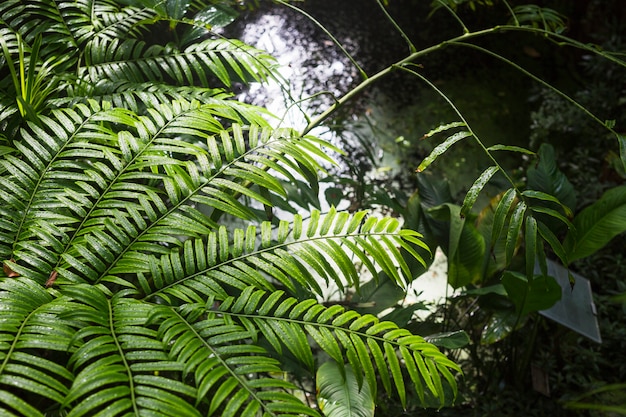 Plantas verdes mojadas en el bosque