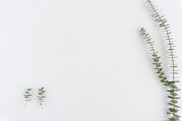 Plantas verdes sobre fondo blanco