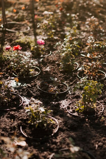 Foto gratuita plantas