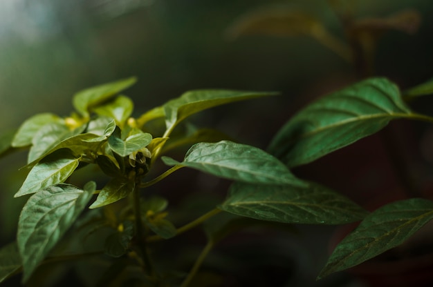 Foto gratuita plantas