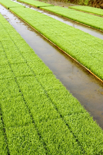Plántulas de plantas de arroz jóvenes listas para plantar que crecen en bandejas en el borde del campo de arroz