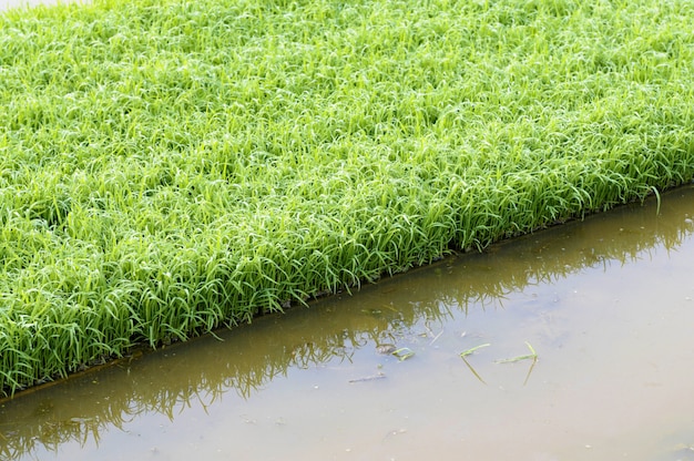 Plántulas de plantas de arroz jóvenes que crecen en bandejas en el borde del campo de arroz