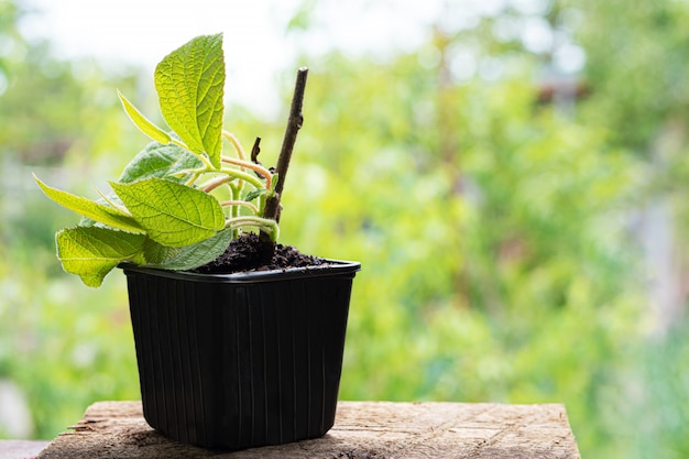 Plántulas de plantas de peonía en una maceta de plástico con suelo natural.