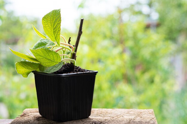 Plántulas de plantas de peonía en una maceta de plástico con suelo natural.