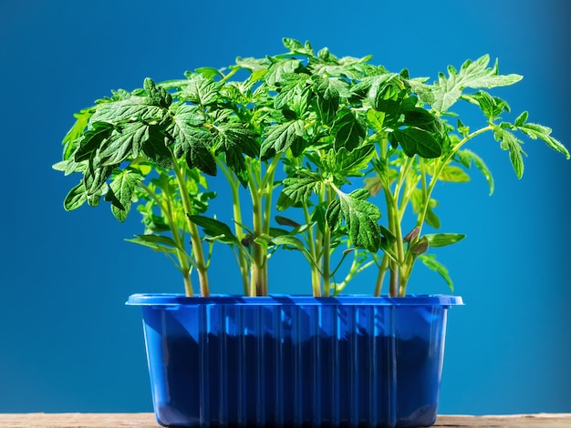 Foto gratuita plántulas de tomate en una olla a la luz del sol brillante aislado