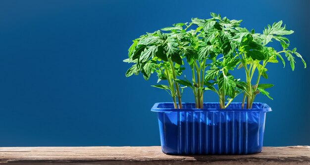 Plántulas de tomate en una olla