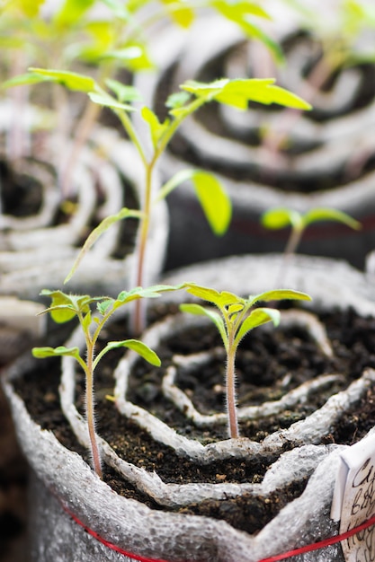 Foto gratuita plántulas de tomate. plantas jóvenes en celdas de plástico, jardinería orgánica.