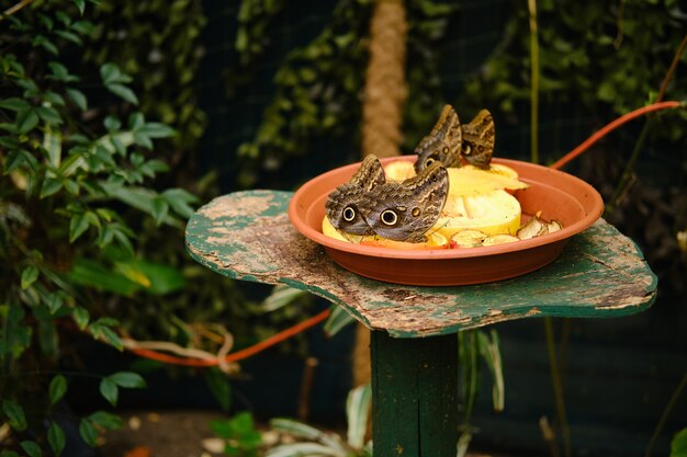 Plato lleno de frutas con mariposas búho rodeado de vegetación bajo la luz del sol