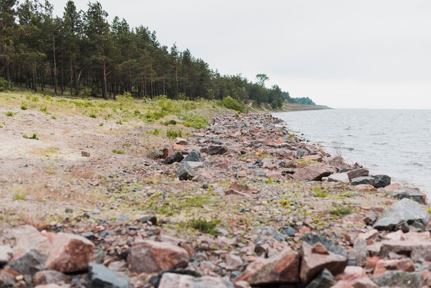 Playa con bosque al fondo.