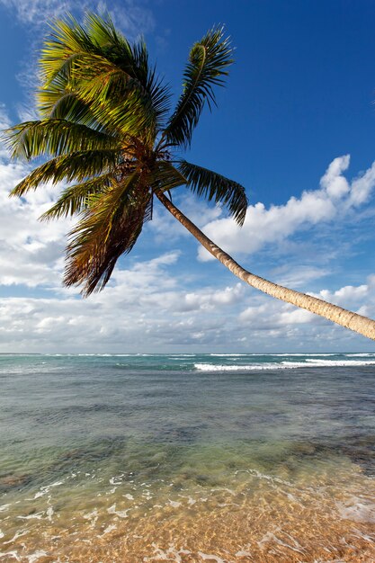 Playa caribeña con palmeras y cielo azul