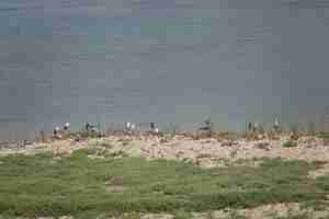 Foto gratuita playa con gaviotas en la orilla