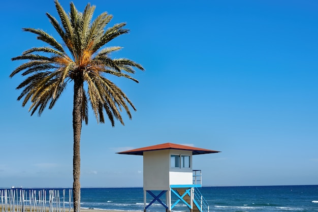 Foto gratuita playa con gran palmera en un día soleado