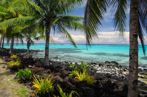 Playa rodeada de palmeras y el mar bajo la luz del sol en la isla Savai'i, Samoa