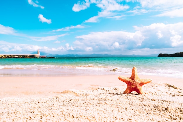 Playa de verano con estrella de mar.