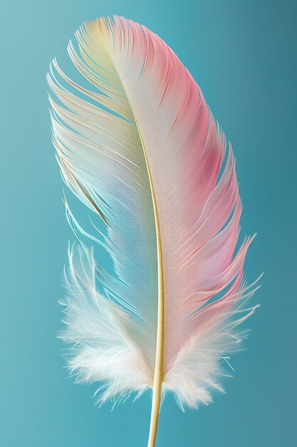 Pluma aislada en el estudio