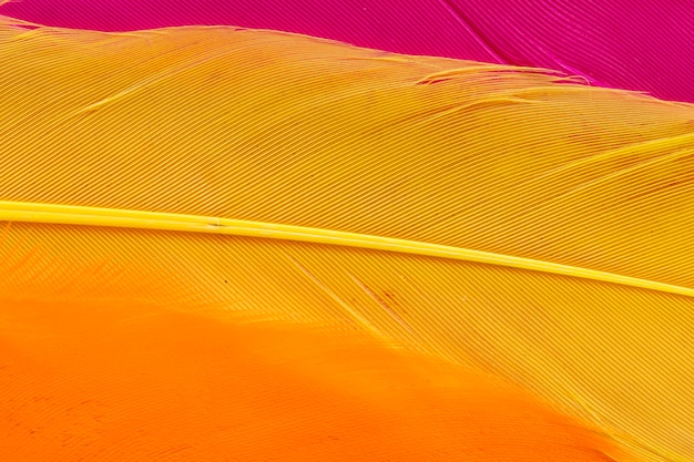 Pluma amarilla de primer plano