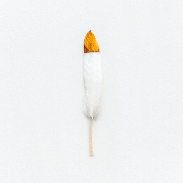 Pluma blanca con plantilla social de punta de cobre
