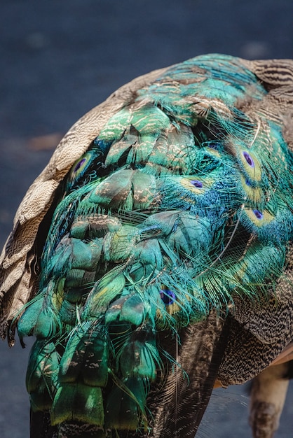 Pluma de pavo real azul y verde