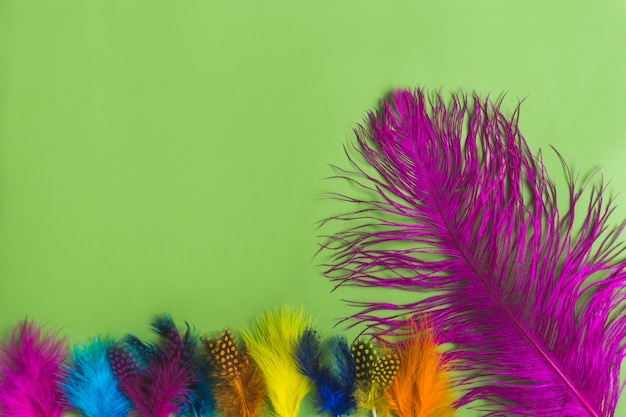 Plumas de colores desenfocadas y una al frente