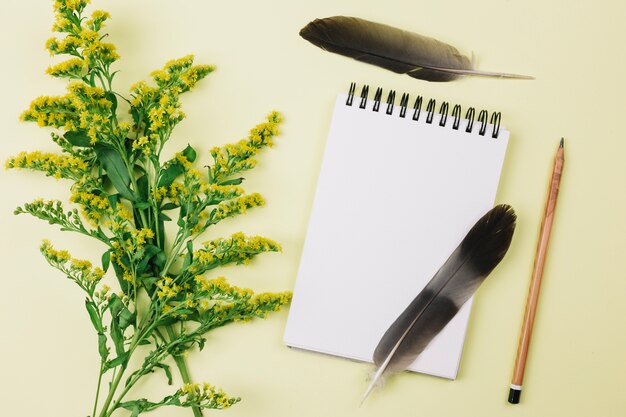 Plumas negras; bloc de notas espiral Lápiz y vara de oro o flores de solidago gigantea sobre fondo amarillo