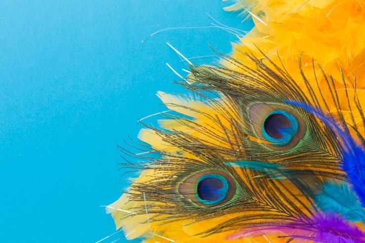 Foto gratuito plumas de pavo real elegantes con primer plano