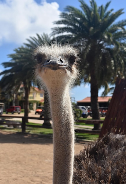 Foto gratuita plumas que sobresalen alrededor de la cabeza de un avestruz