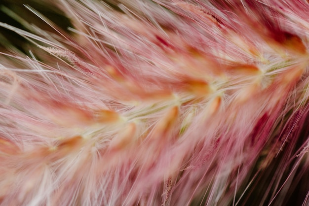 Plumas rosadas de un animal