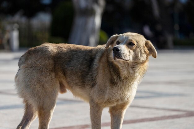 Pobre perro sin hogar caminando por la calle Foto de alta calidad