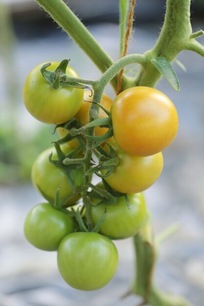 Pocos tomates verdes y amarillos