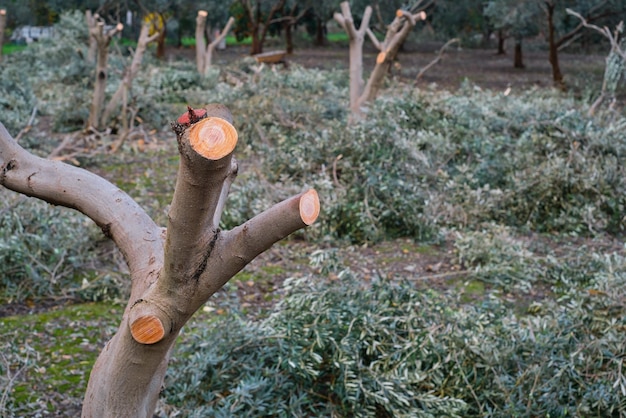 La poda de olivos se centra en el tronco de olivo podado cuidando los árboles frutales de la huerta y plantación aumentando los rendimientos el trabajo estacional