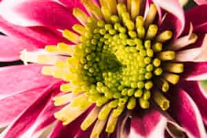 Foto gratuita polen de crisantemo magenta