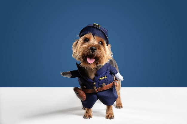 Policía, inspector. Perro yorkshire terrier está planteando. Lindo perrito negro marrón juguetón o mascota jugando sobre fondo azul de estudio. Concepto de movimiento, acción, movimiento, amor de mascotas. Parece encantado, divertido.