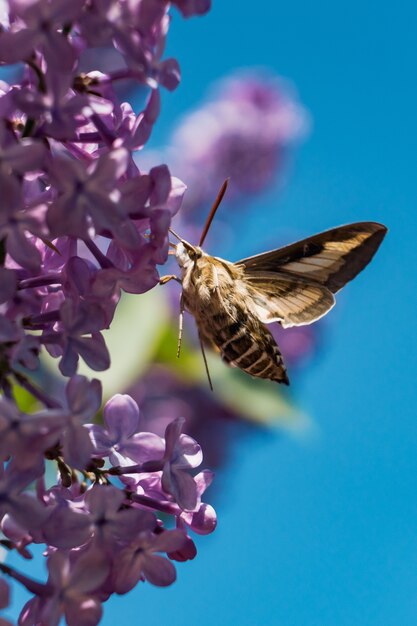 Polilla tratando de beber el néctar de una flor lila syringa