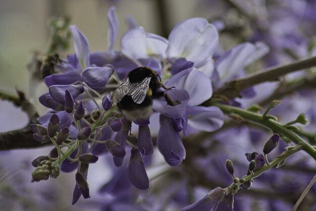 Polinización de glicina en primavera