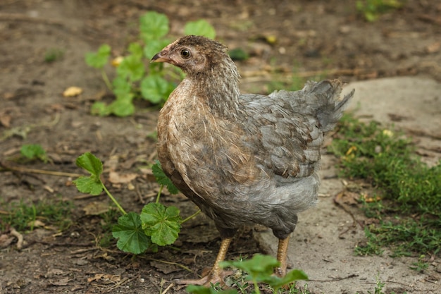 Pollo bebé caminando en la granja