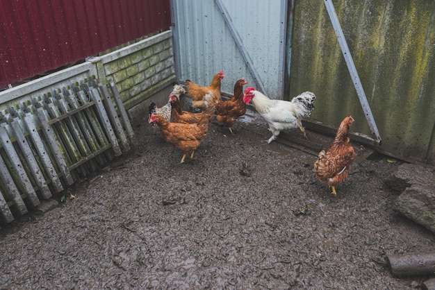 Pollo caminando en la granja
