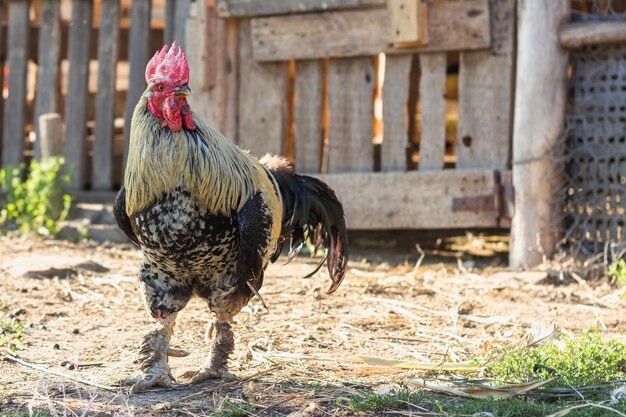 Pollo maduro en la granja en la naturaleza