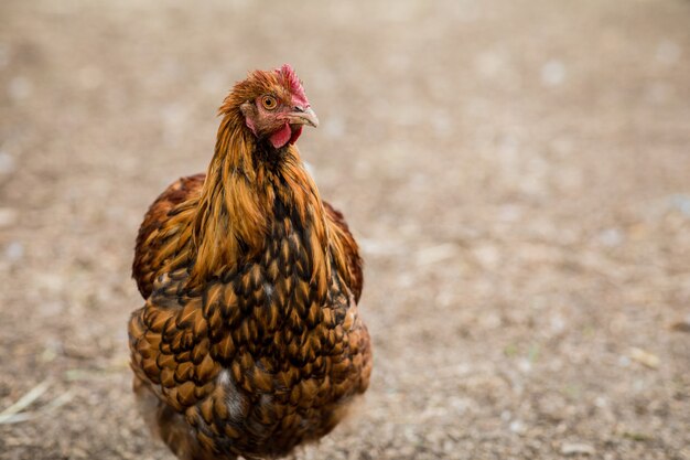 Pollo marrón y negro durante el día.